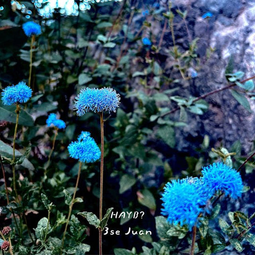 3se Juan - 'HAYB?' [Ringtone]