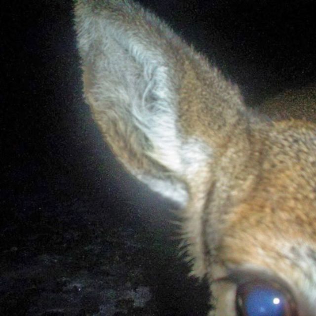 Wounded Deer - 'over my head! (wounded) (feat. Rain From Heaven)' [Ringtone]