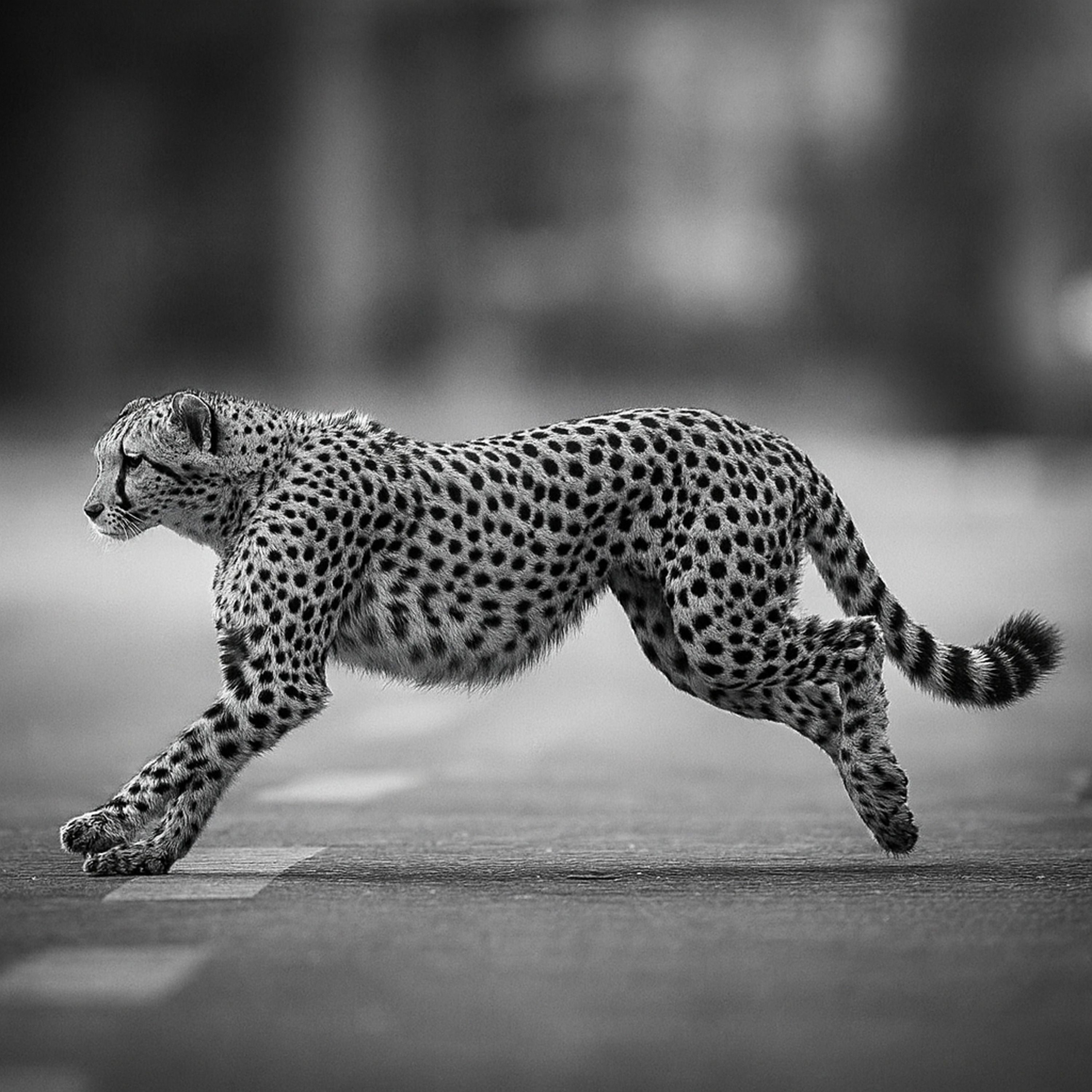 Aura$ - 'Conceited (Damn I look good - Slowed)' [Ringtone]