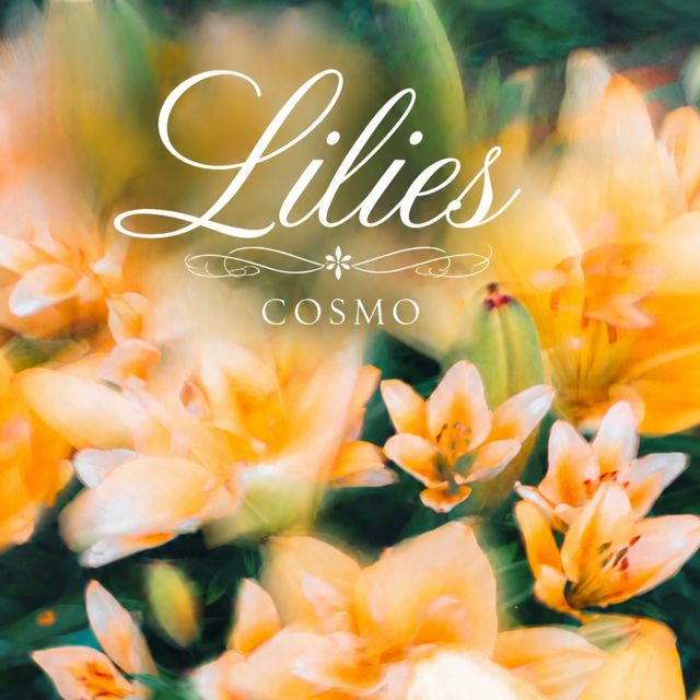COSMO - 'Lilies' [Ringtone]