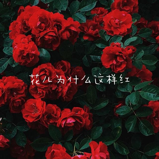 白兰滴 - '¿Por qué las flores son tan rojas?' [Tono de llamada]