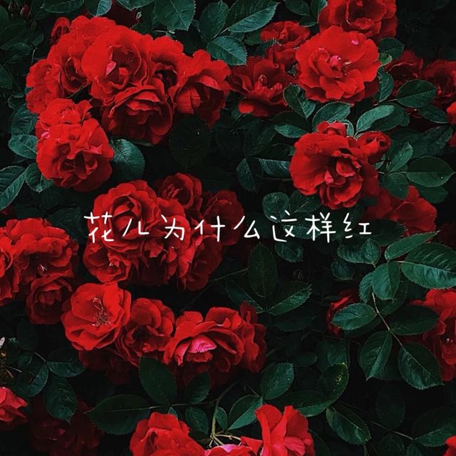 白兰滴 - '花儿为什么这样红' [Ringtone]