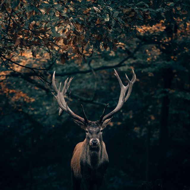 Equanimous - 'Kiss The Earth (feat. Momentology & Kayla Diana & MOMNT)' [Ringtone]