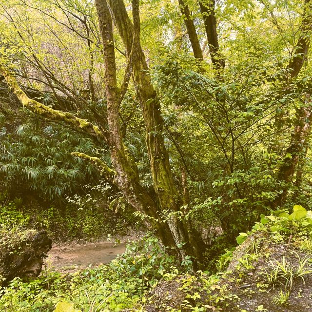 Eternal Meadows - 'The Trees Breathe Slowly - Queit Forest (Extended Meditation Version) (feat. AstroPilot)' [Ringtone]