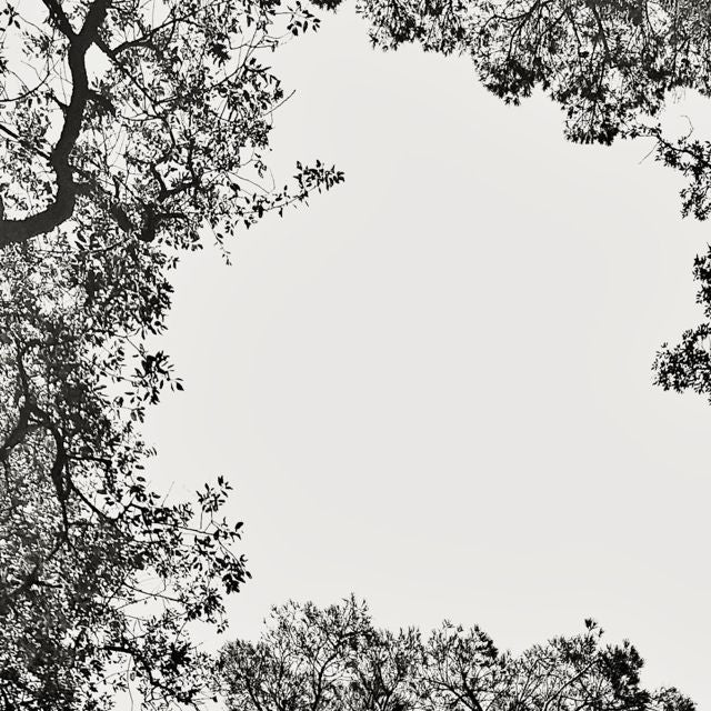 Anèdone - 'Bridal Chant' [Ringtone]