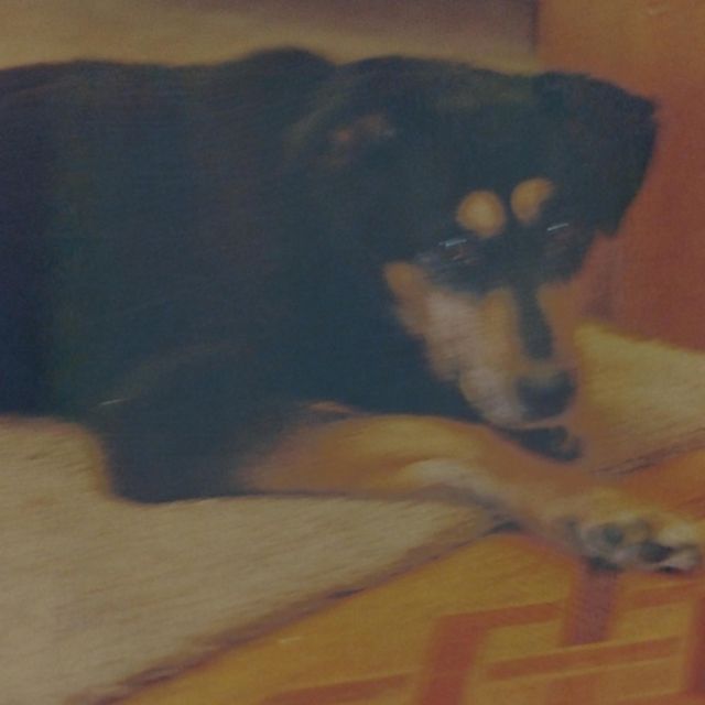 Rocco Frattasio - 'Rare Music' [Ringtone]