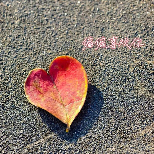 林诗曼 - '偏偏喜欢你' [Ringtone]