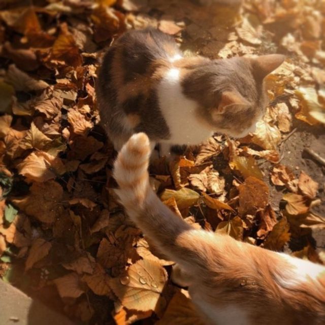 moon leaves - 'leaving' [Ringtone]