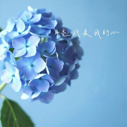 林诗曼 - '月亮代表我的心' [Ringtone]