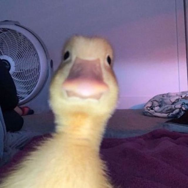 Mc Bxb - 'IM NOT A THERAPIST' [Ringtone]