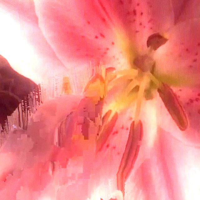 Aether Bloom - 'Lily (feat. June Ethelyn & The Undead Cat)' [Ringtone]
