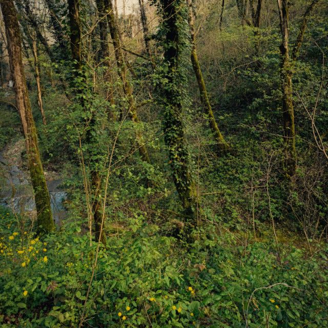 Tish' - 'A Forest Like This (Ambient Version)' [Ringtone]