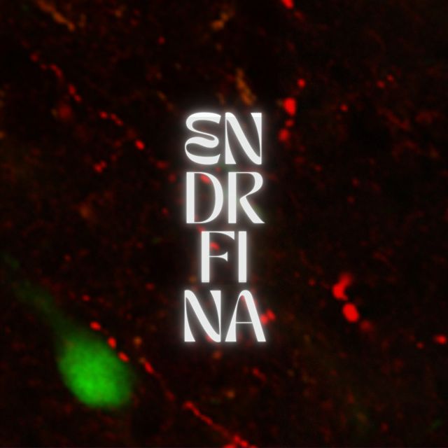 Zaccaro - 'ENDRFINA' [Ringtone]