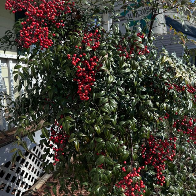 Jitness - 'Shellie Son' [Ringtone]