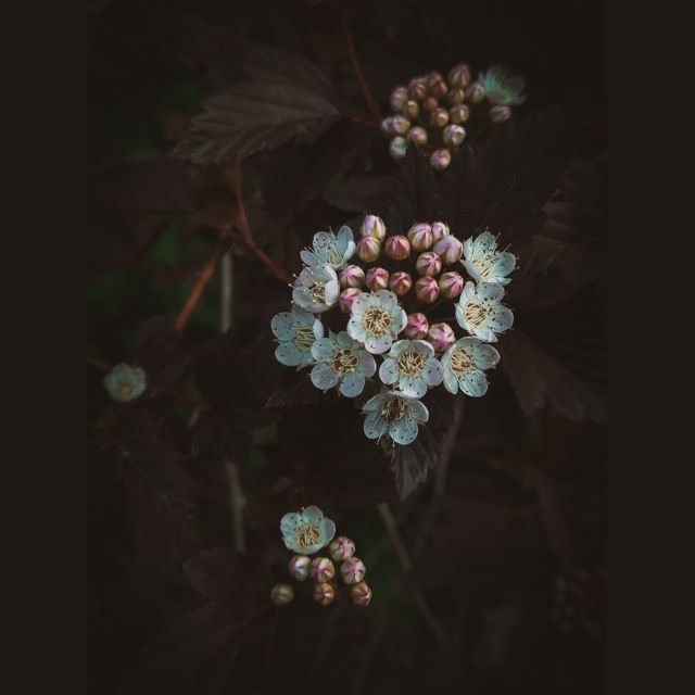 saturnsays - 'matteuccia (1428)' [Ringtone]