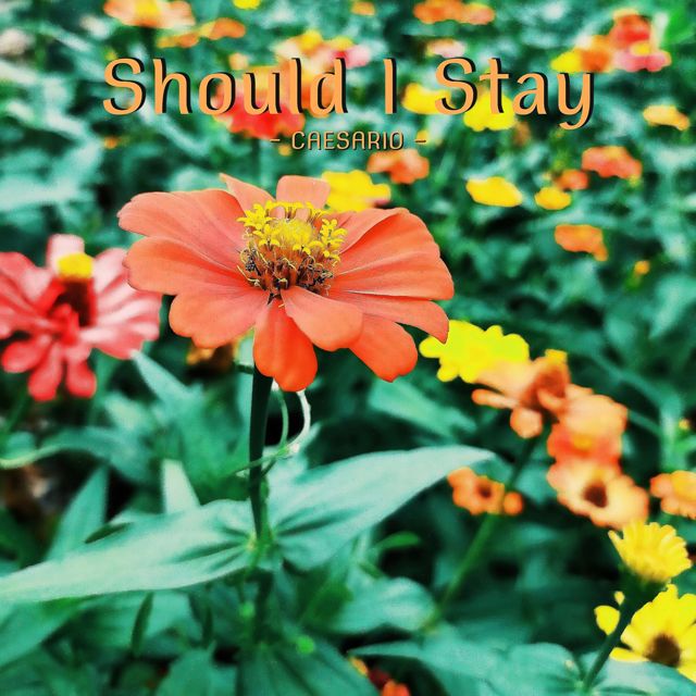 Caesario - 'Should I Stay' [Ringtone]