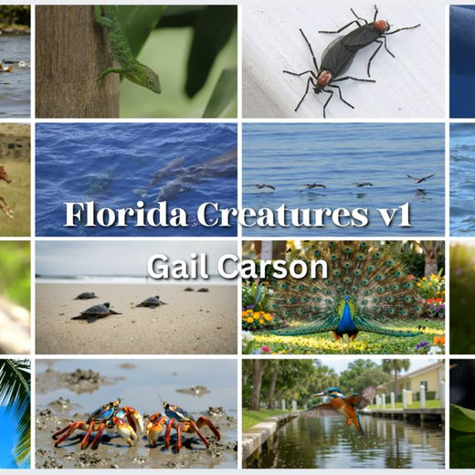 Gail Carson - 'Florida Creatures (V1)' [Ringtone]