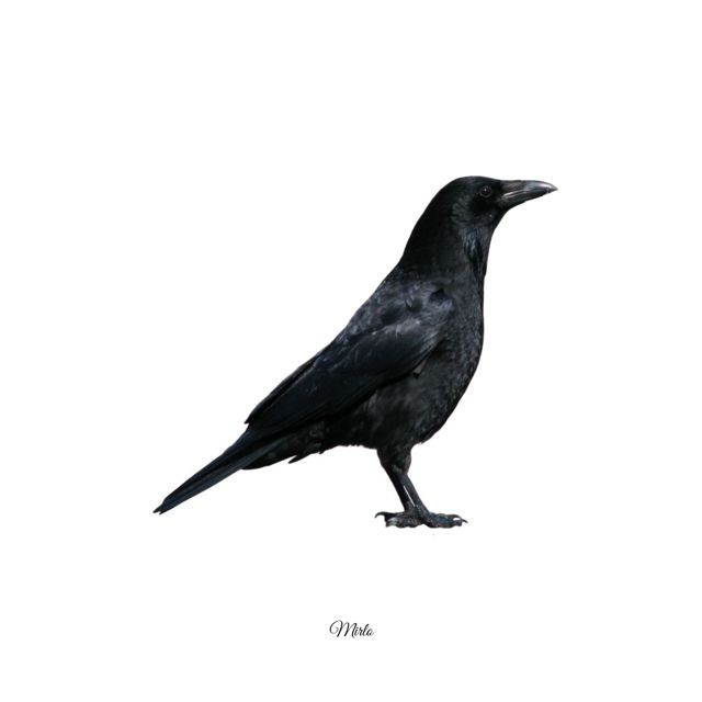JSI - 'Mirlo' [Ringtone]