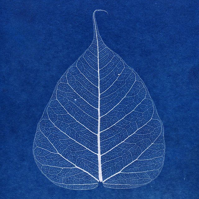 Macrogenre - 'Climatic Resilience' [Ringtone]