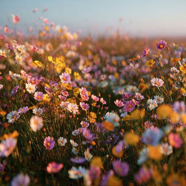 MoBa - 'Fields of love' [Ringtone]