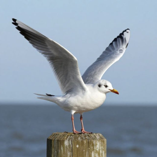 No Face Frequency - 'Gull Screeching' [Ringtone]