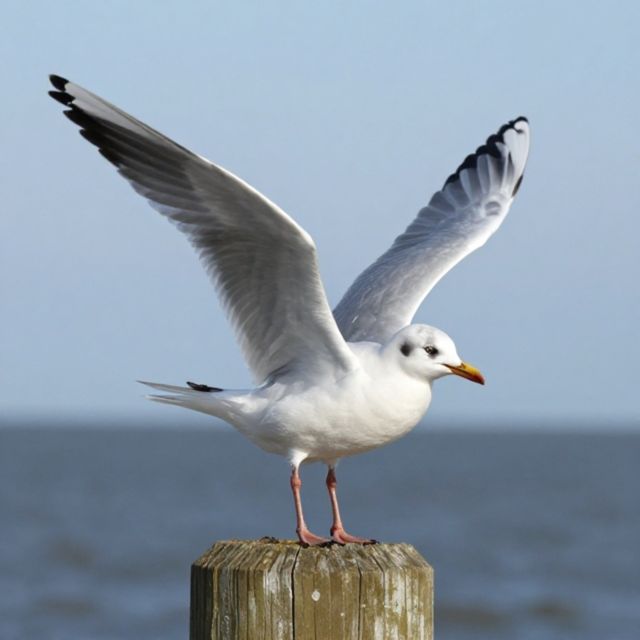 No Face Frequency - 'Gull Screeching' [Ringtone]
