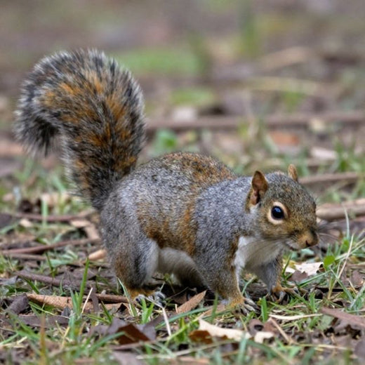 No Face Frequency - 'Hyde Park Squirrels' [Ringtone]