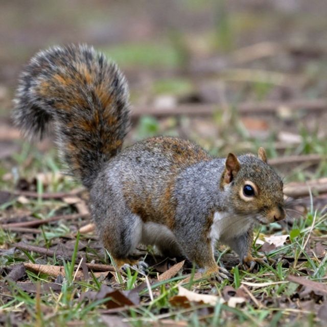 No Face Frequency - 'Hyde Park Squirrels' [Ringtone]