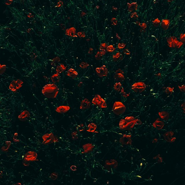 Prod.Saulean - 'bloom (sped up)' [Ringtone]