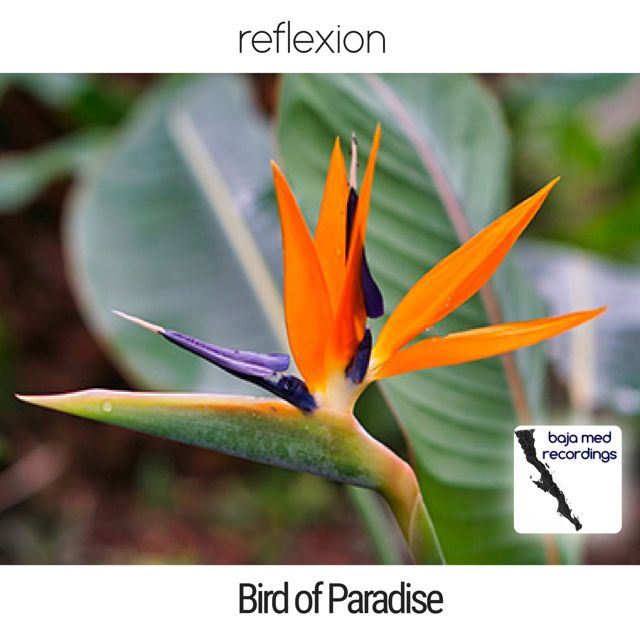 reflexion - 'Bird of Paradise' [Ringtone]