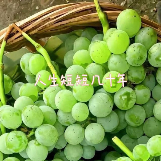 落日微笑 - '人生短短几十年' [Ringtone]