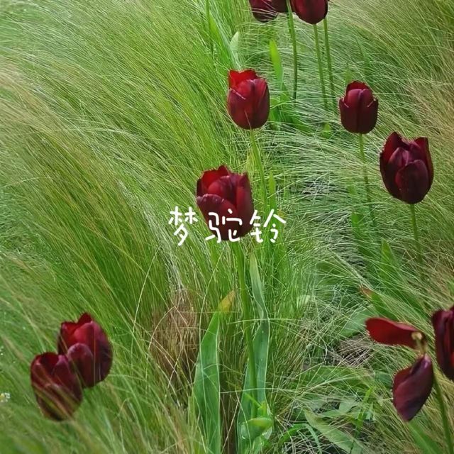 烟嗓船长 - '梦驼铃' [Ringtone]