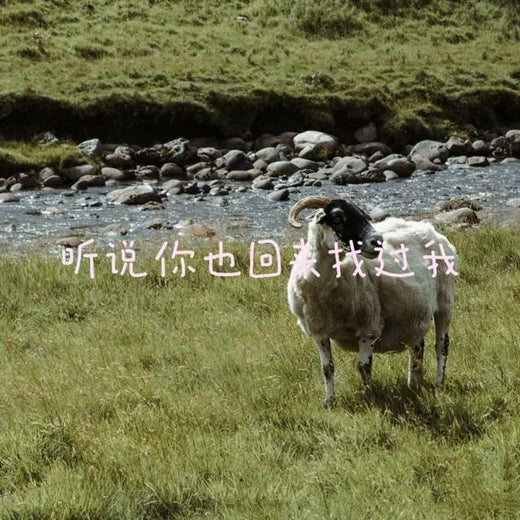 白兰滴 - '听说你也回来找过我' [Ringtone]