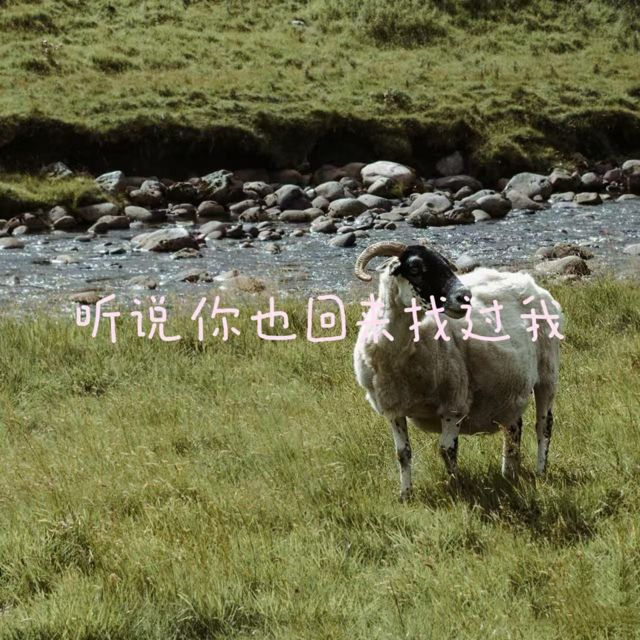 白兰滴 - '听说你也回来找过我' [Ringtone]