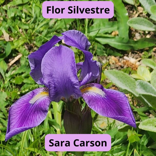 Sarah carson - 'Gala En Clave' [Ringtone]