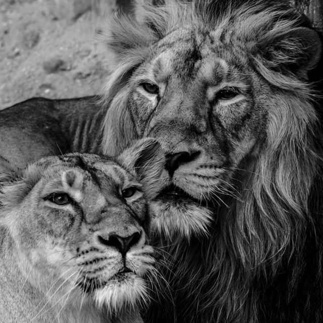 Sekten7 - 'WE ARE LIONS (EXTENDED VERSION)' [Ringtone]