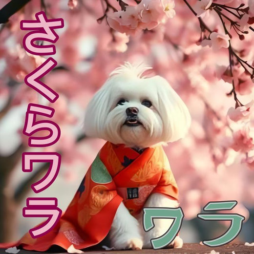 Walla Wit - 'さくらワラ' [Ringtone]
